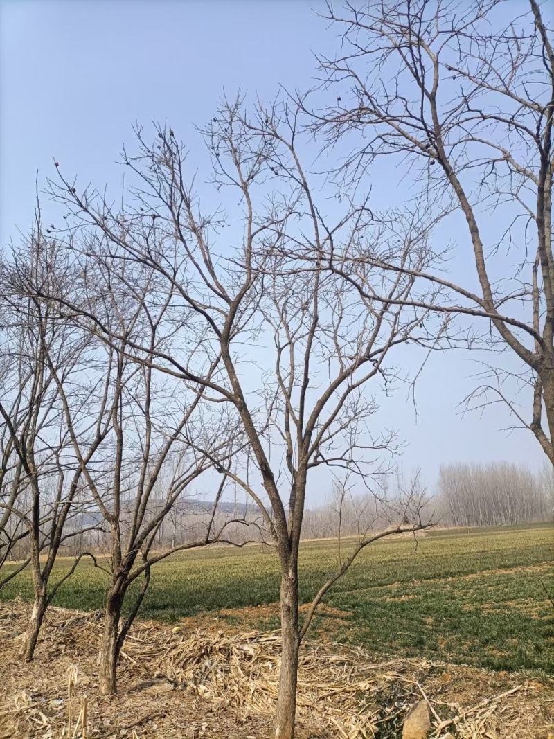 柿子树