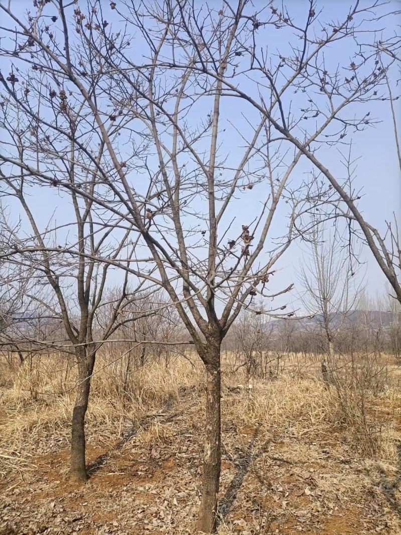柿子树
