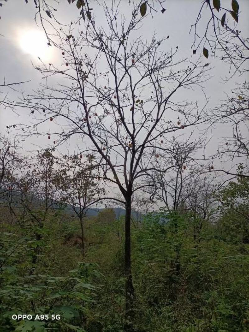 柿子树