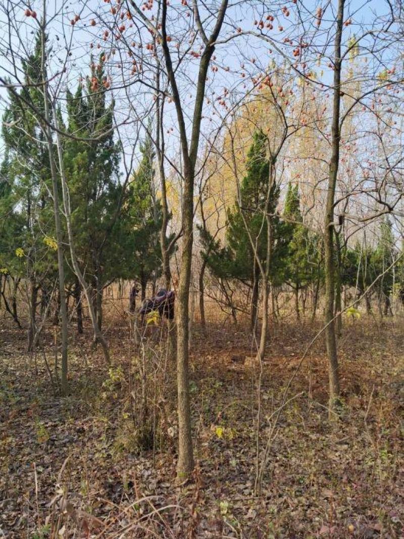 柿子树