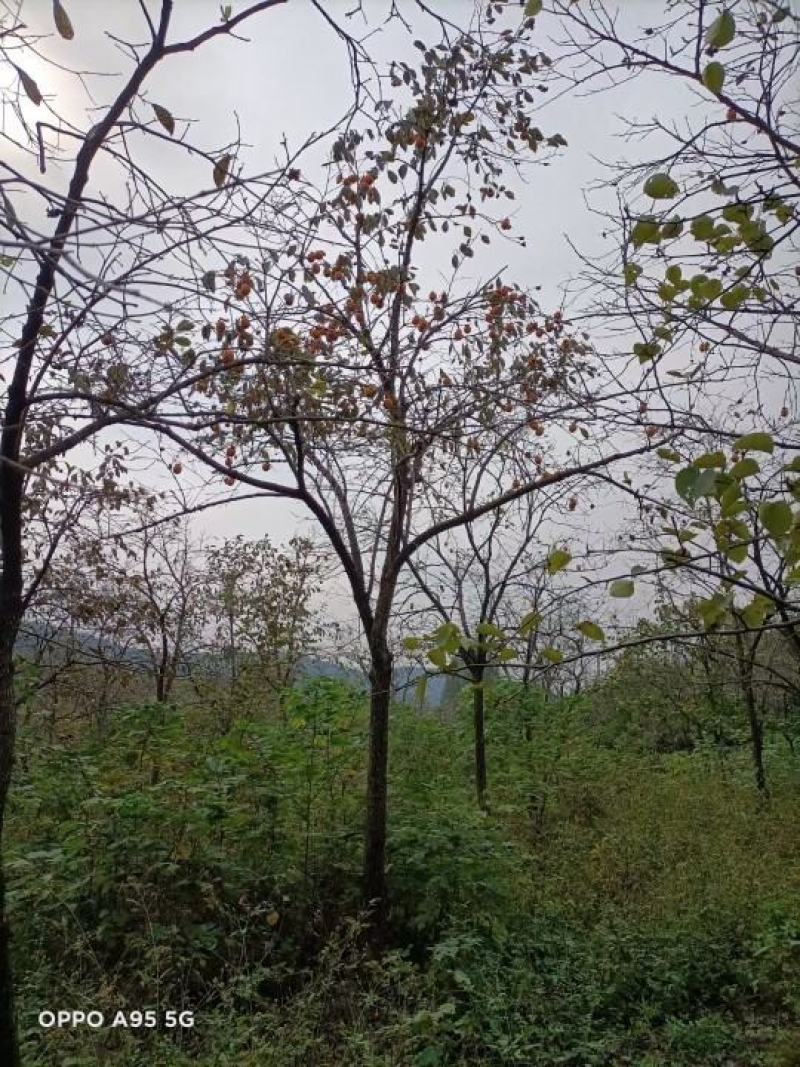 柿子树