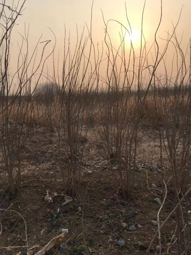 丛生石榴树