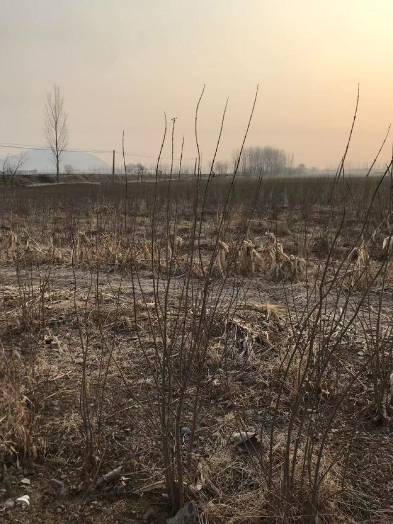 丛生石榴树