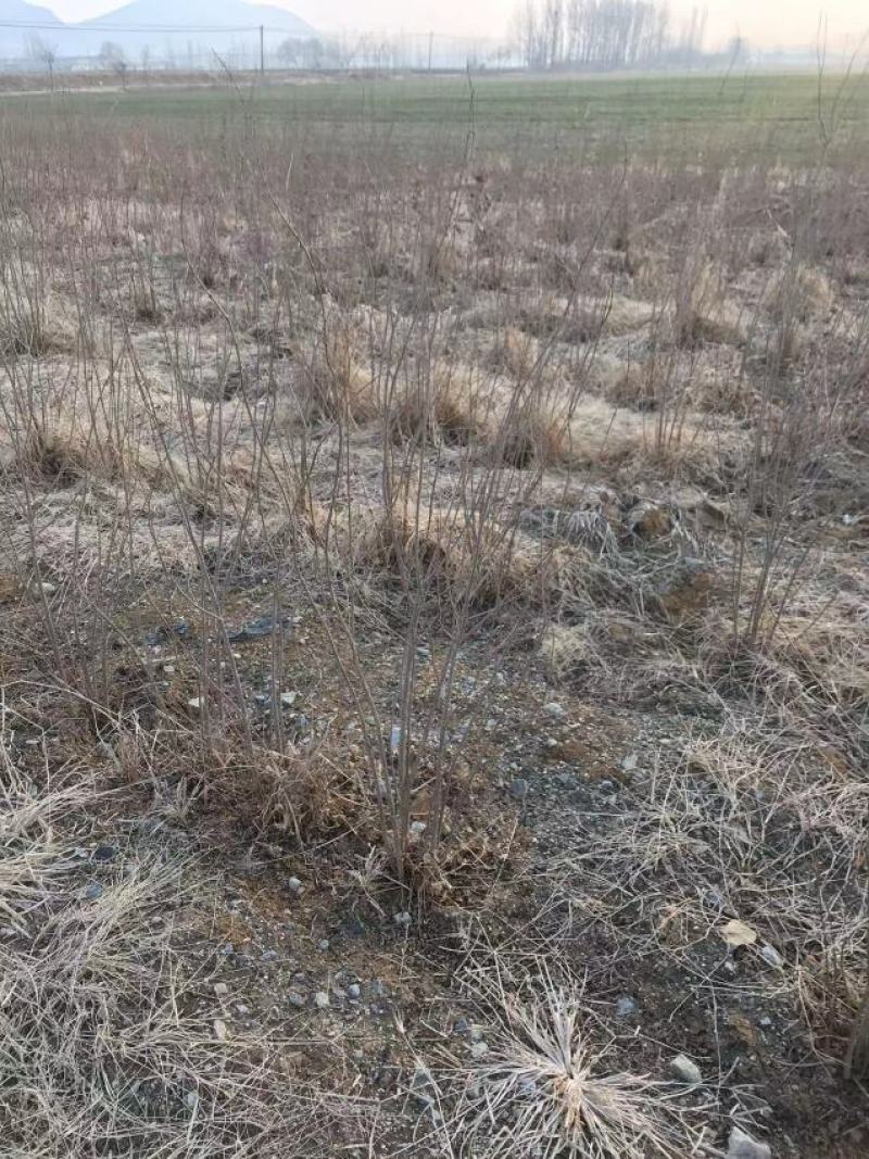 丛生石榴树