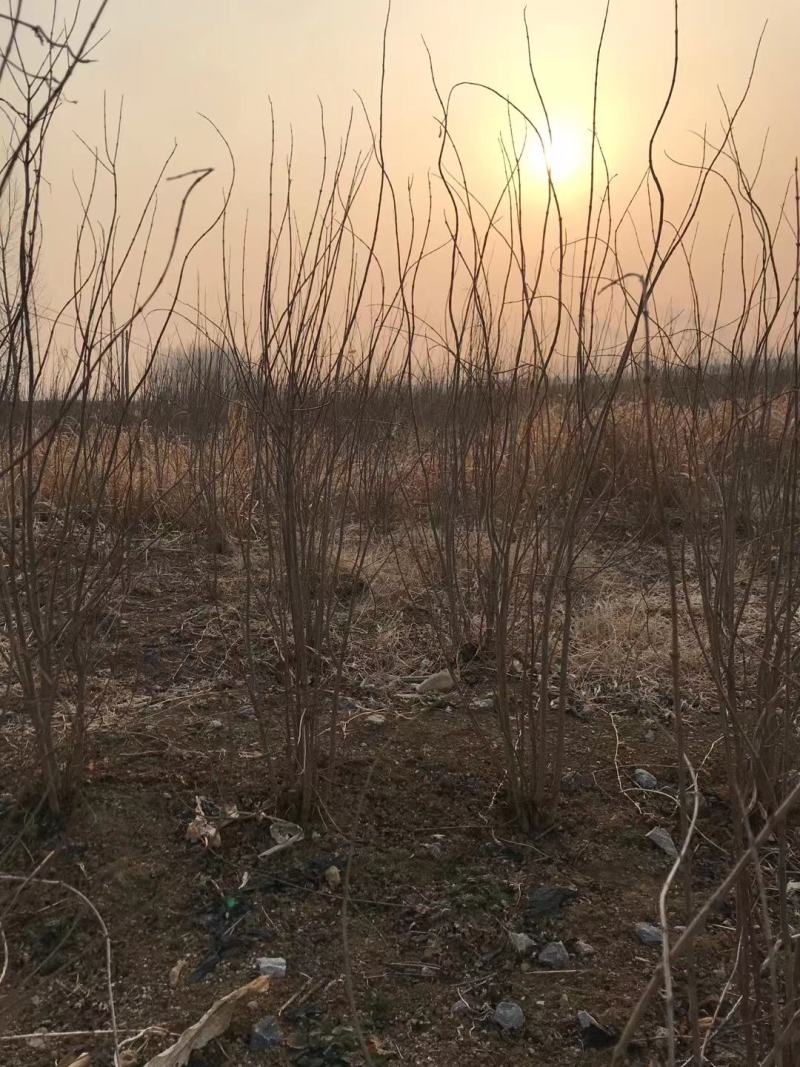 丛生石榴树