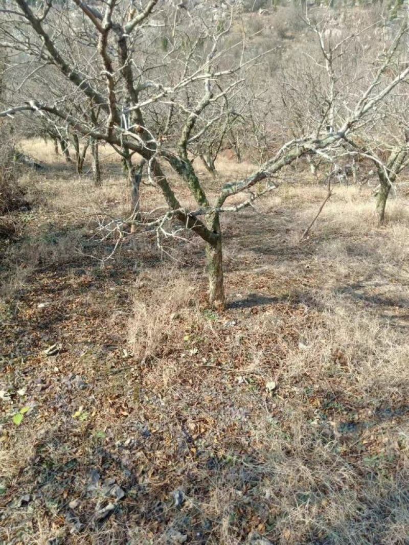 石榴树