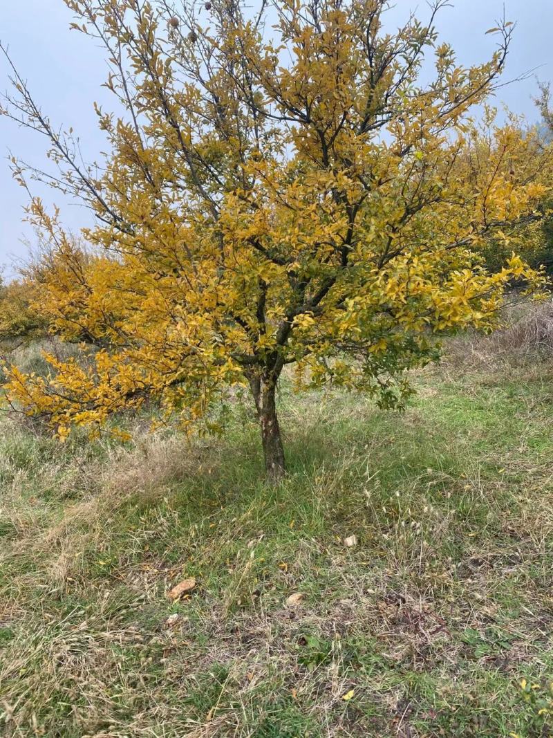 石榴树