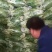 湖北荆州白菜苔大量上市中。需要的老板联系我！