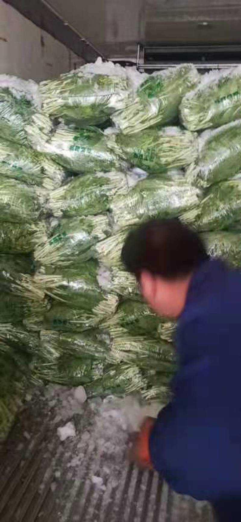 湖北荆州白菜苔大量上市中。需要的老板联系我！