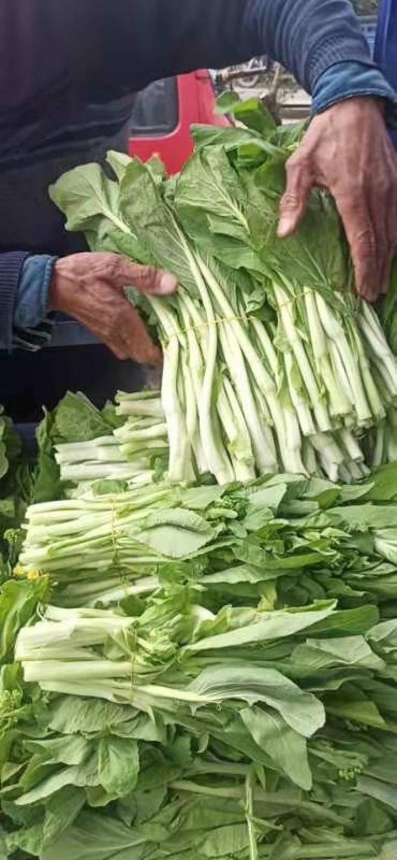湖北荆州白菜苔大量上市中。需要的老板联系我！