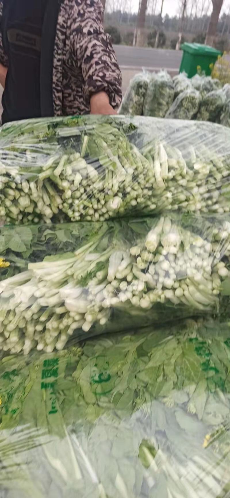 湖北荆州白菜苔大量上市中。需要的老板联系我！