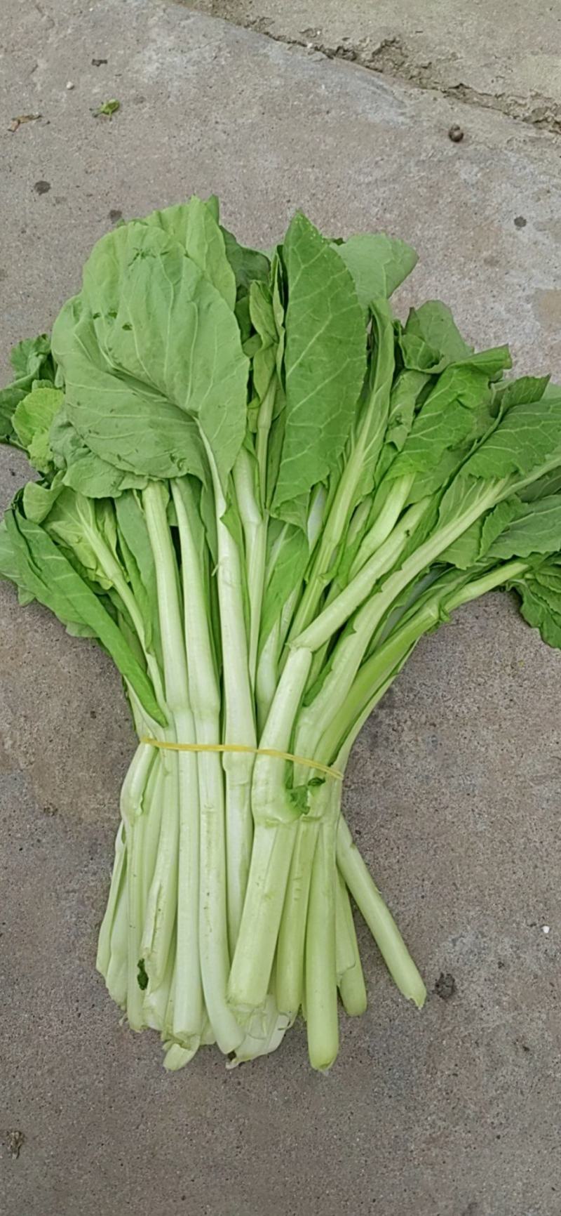 湖北荆州白菜苔大量上市中。需要的老板联系我！