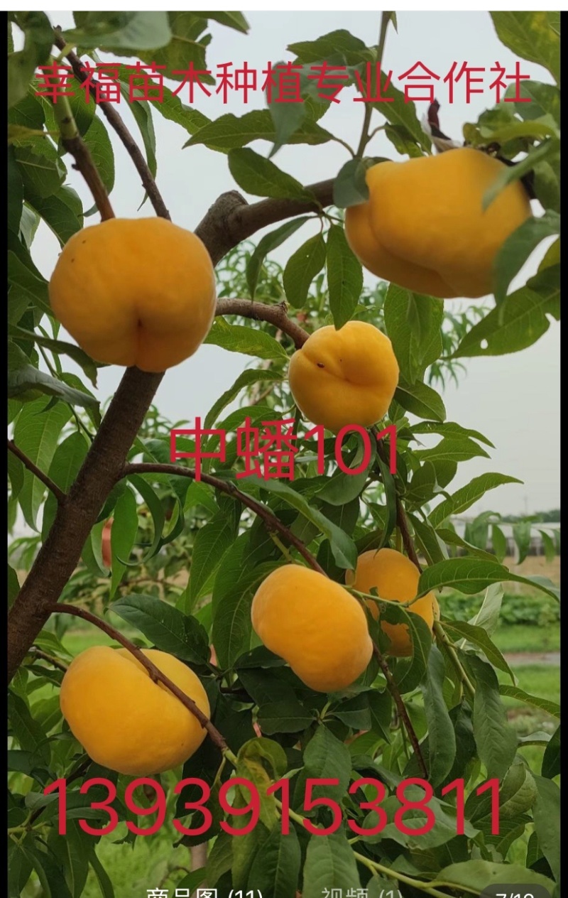 桃树苗