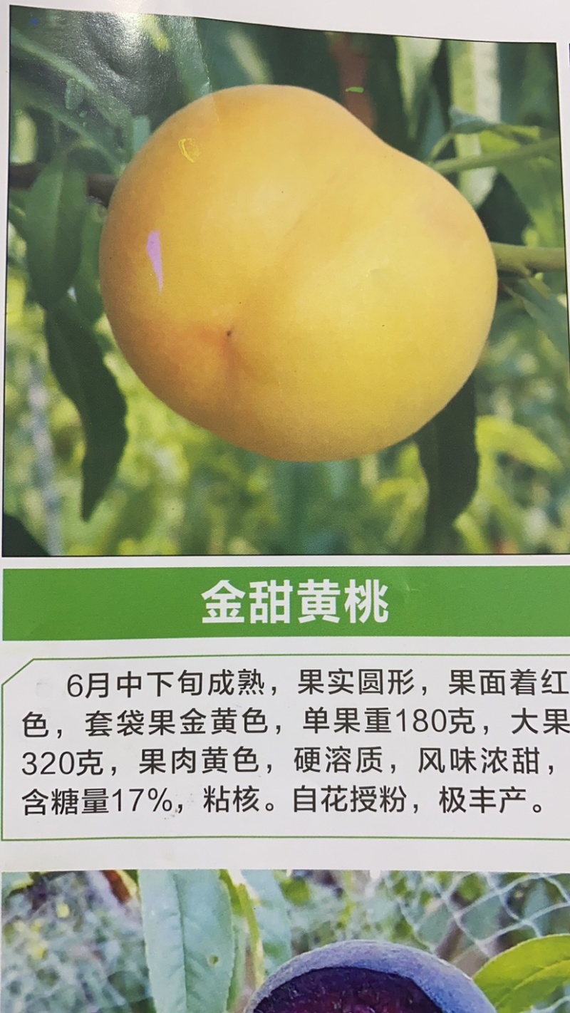 桃树苗
