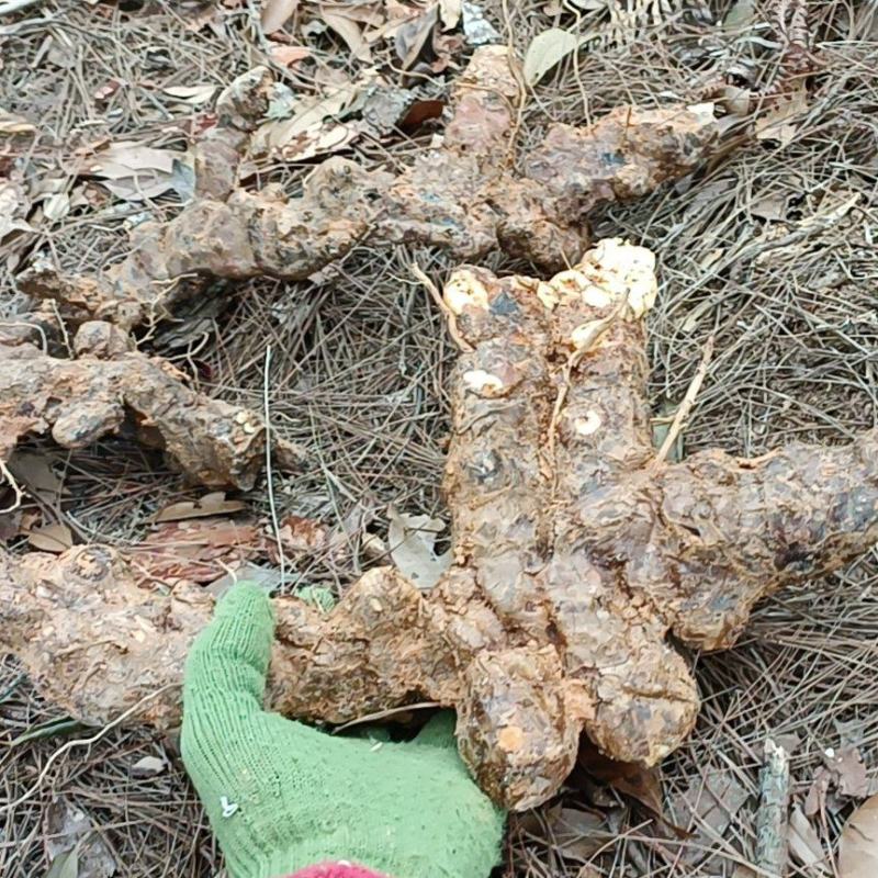土茯苓广东本地土茯苓