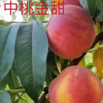 桃树苗
