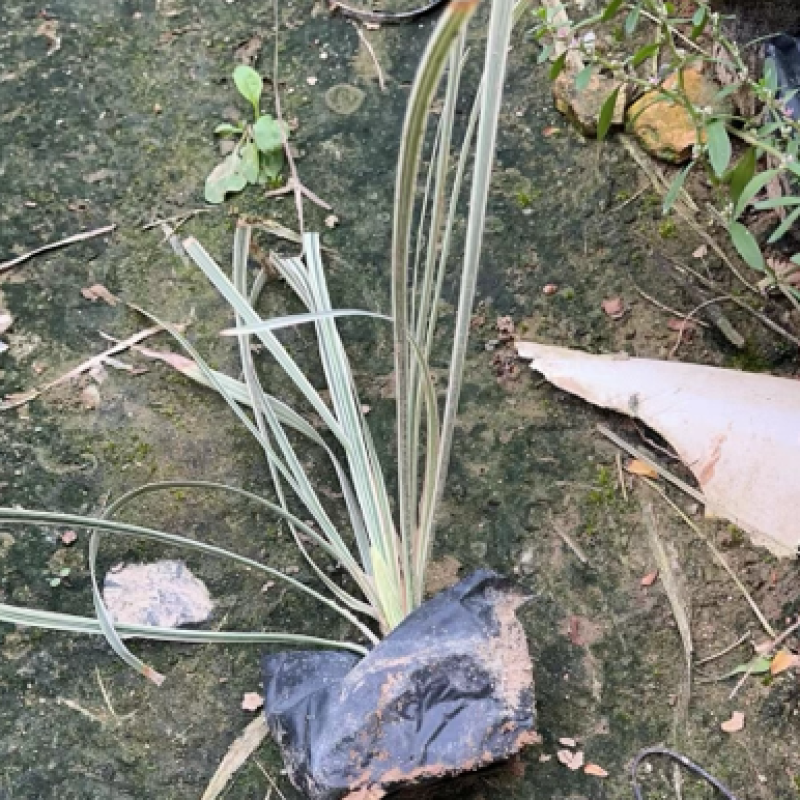 银边草