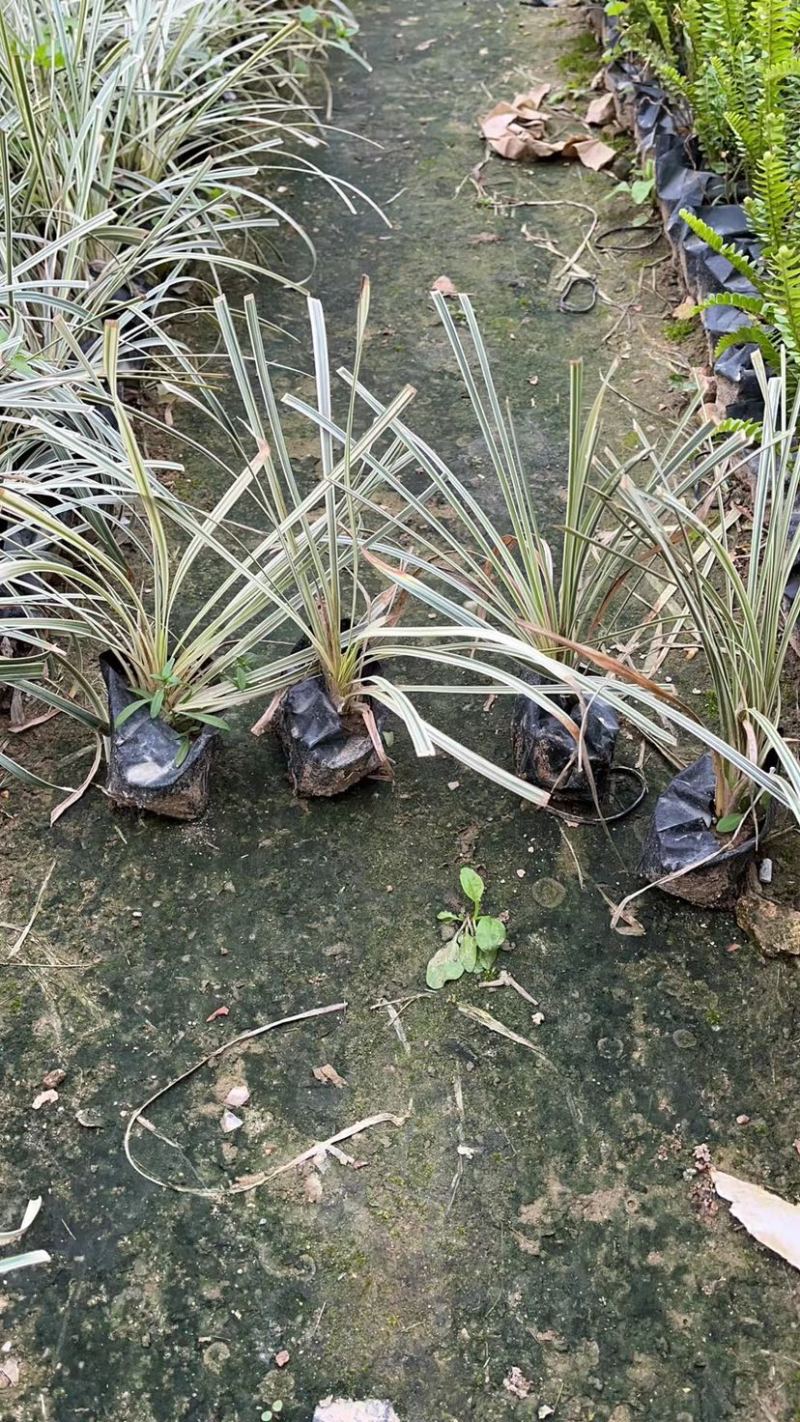银边草