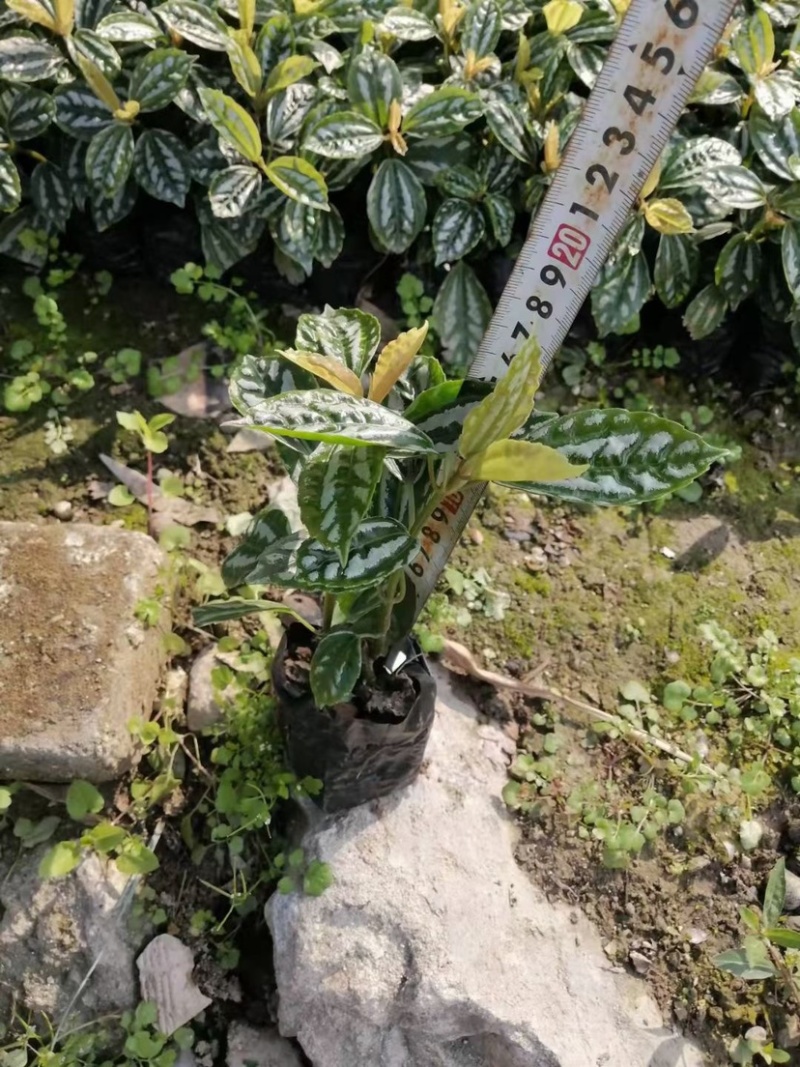 冷水花