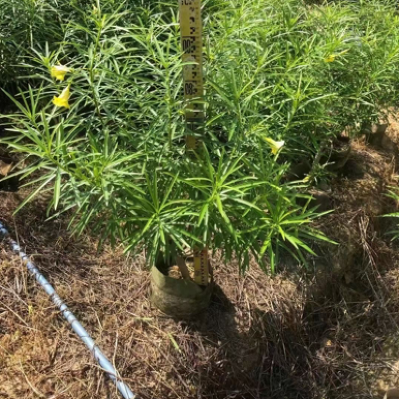 黄花夹竹桃