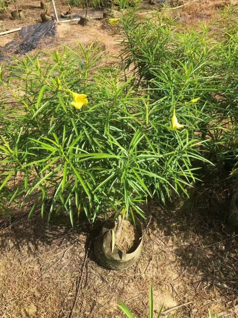 黄花夹竹桃