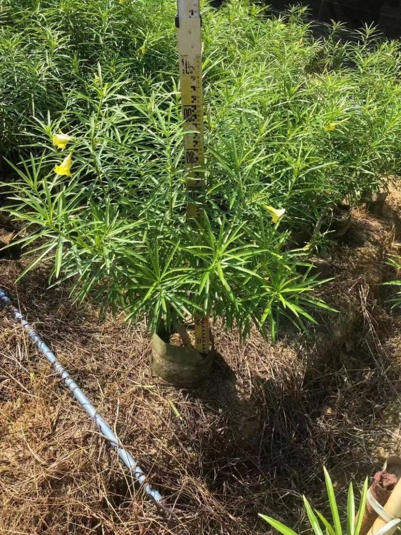 黄花夹竹桃