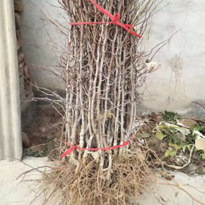 冬枣树苗现挖现发基地看苗，量大从优，保证成活率