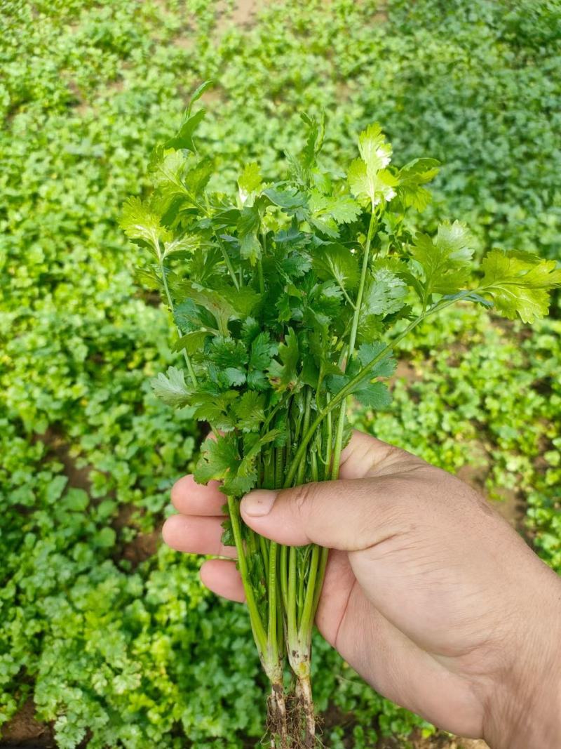 精品香菜河南原产地发货常年供应诚信经营欢迎选购