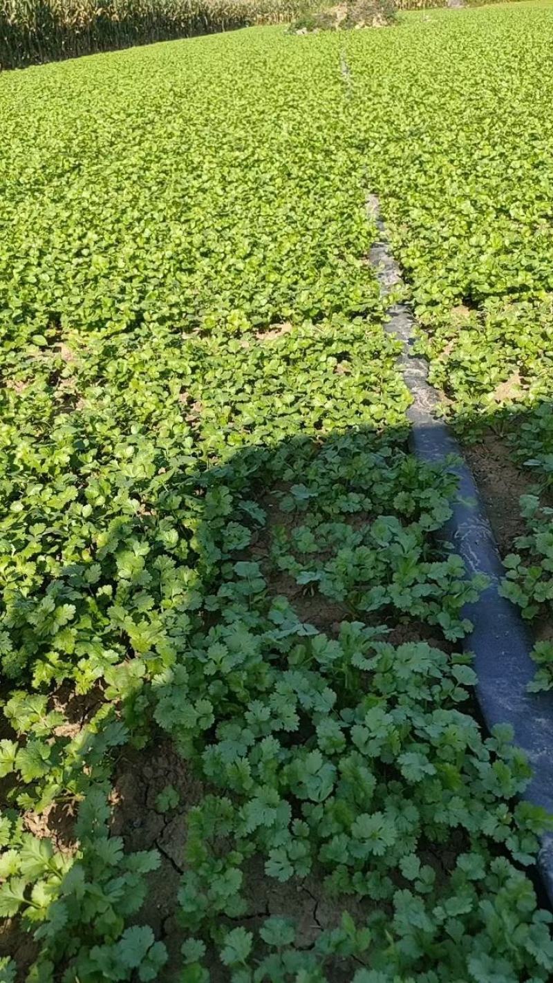 精品香菜河南原产地发货常年供应诚信经营欢迎选购