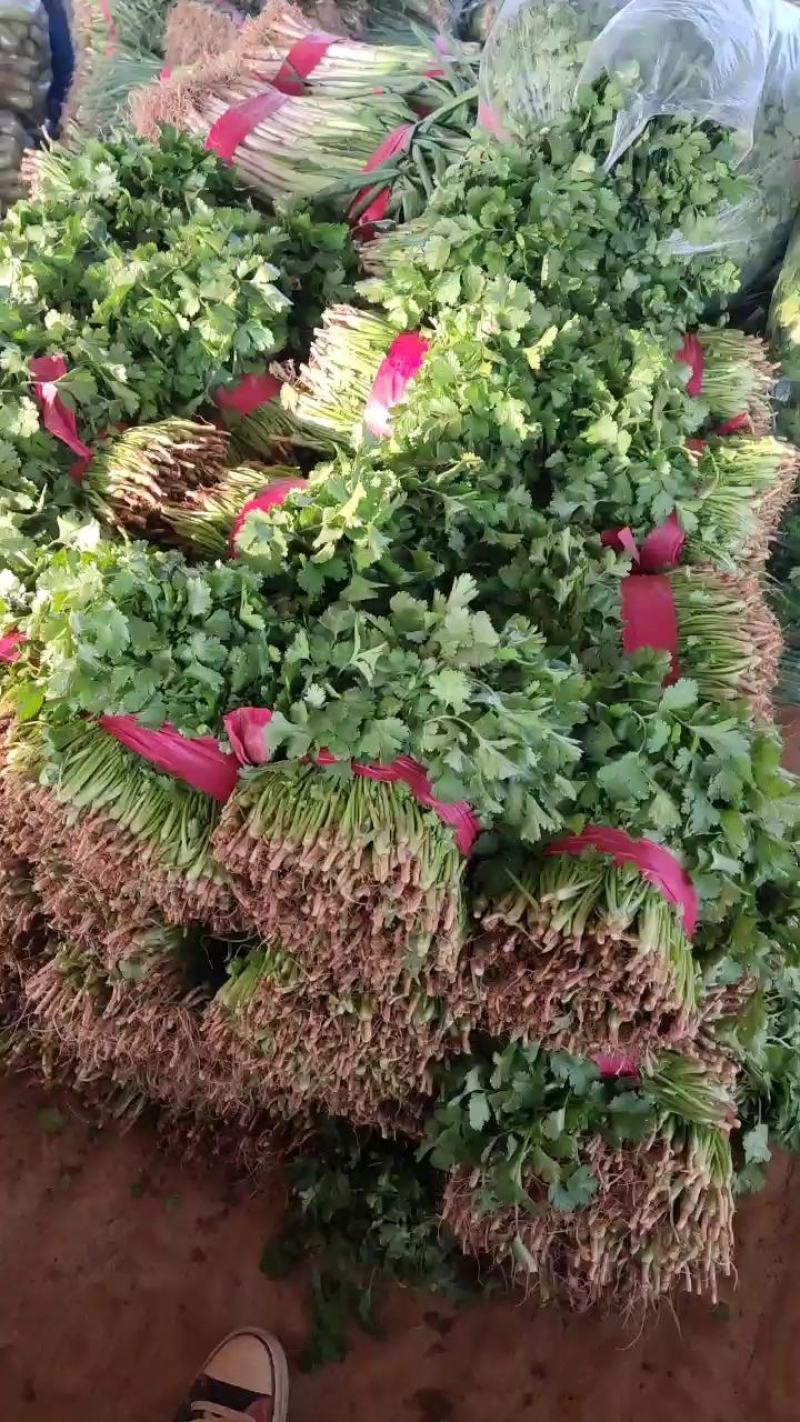 精品香菜河南原产地发货常年供应诚信经营欢迎选购