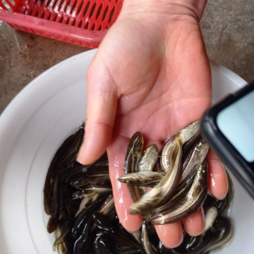 大量出售，鲶鱼苗，支持送货上门，货到付款，