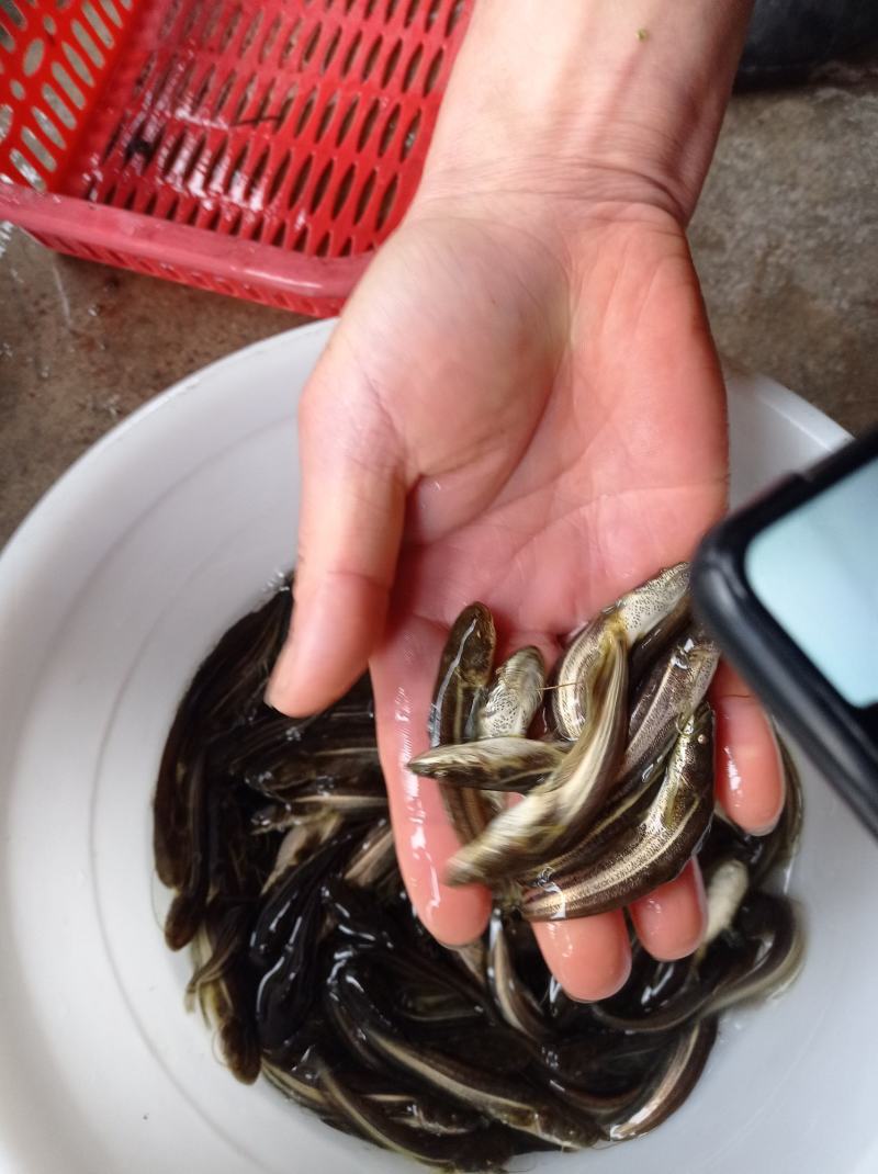 大量出售，鲶鱼苗，支持送货上门，货到付款，