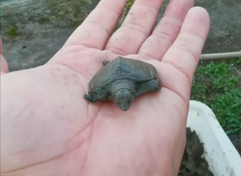 甲鱼苗