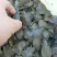 甲鱼苗