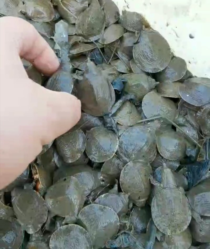 甲鱼苗