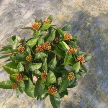 大叶龙船花