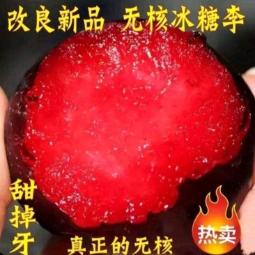 早熟新品种李子苗无核冰糖血李子苗无核李子树苗甜度高脆甜