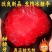 早熟新品种李子苗无核冰糖血李子苗无核李子树苗甜度高脆甜