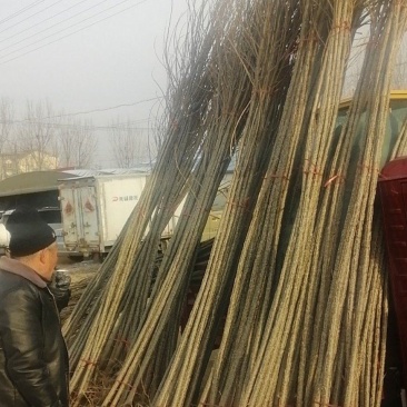 无絮杨树苗，品种多质量号价格便宜