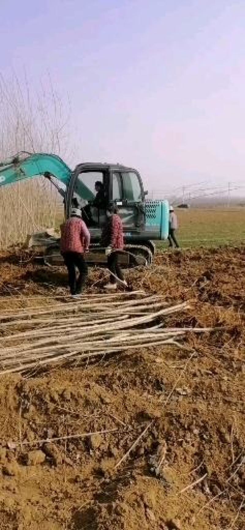 无絮杨树苗，品种多质量号价格便宜
