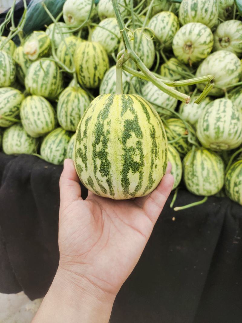 花蕾一号甜瓜，产地直销，实力代办！品种上百种