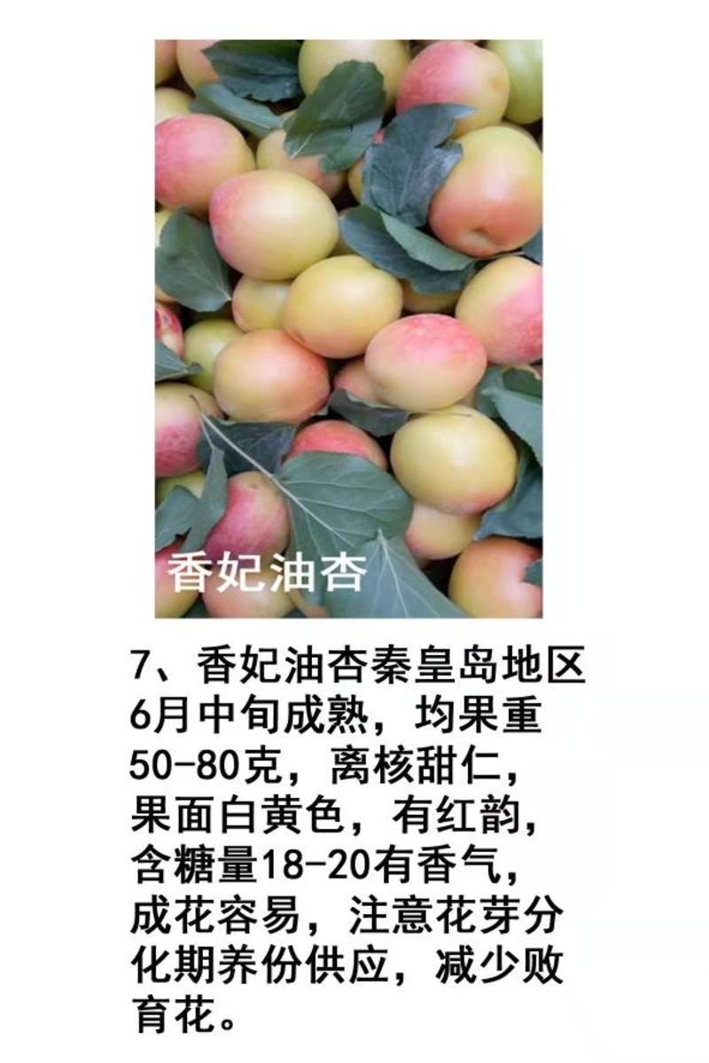 供应油杏品种，品种好，成熟早。好吃产量高。果实大，价格高