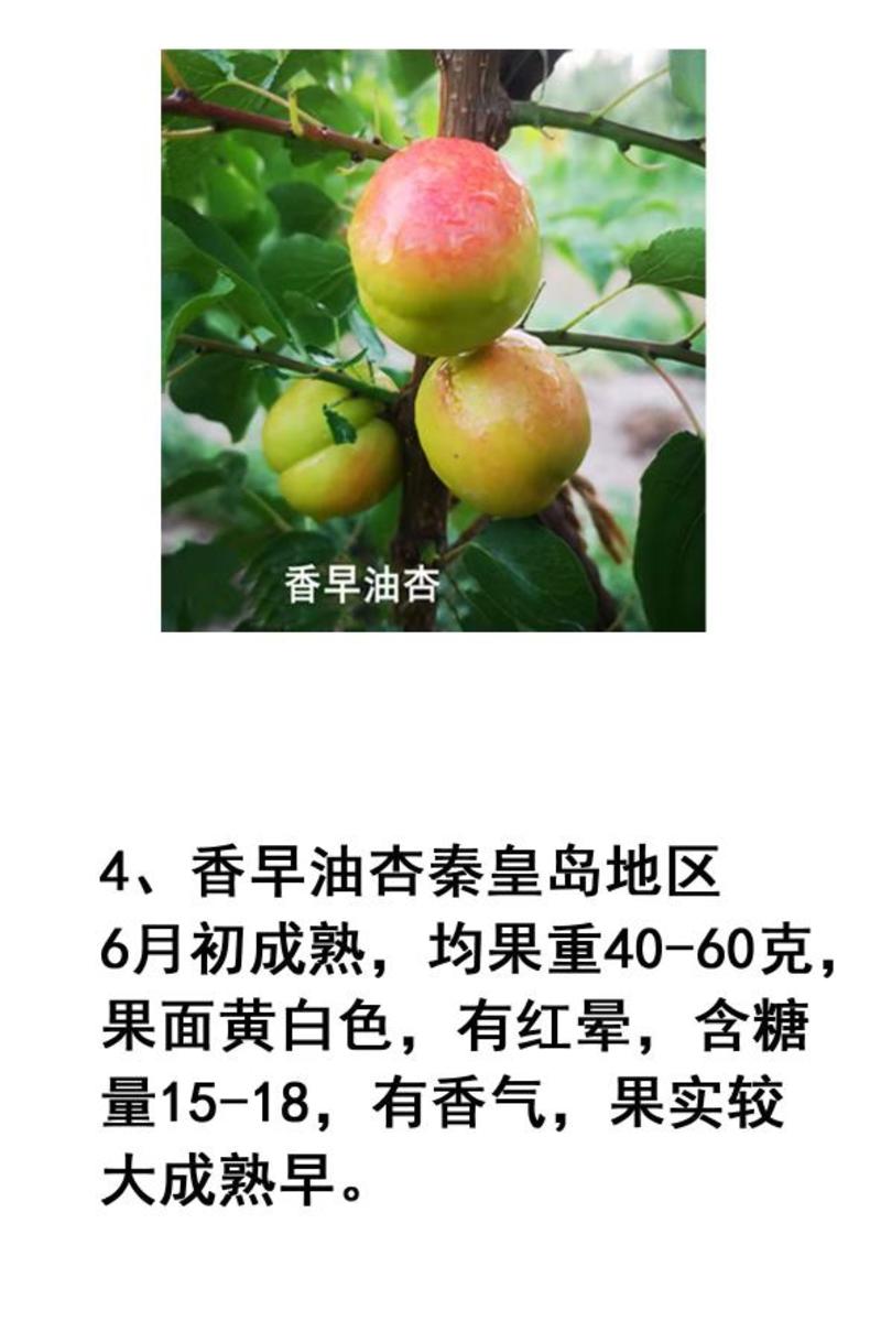 供应油杏品种，品种好，成熟早。好吃产量高。果实大，价格高