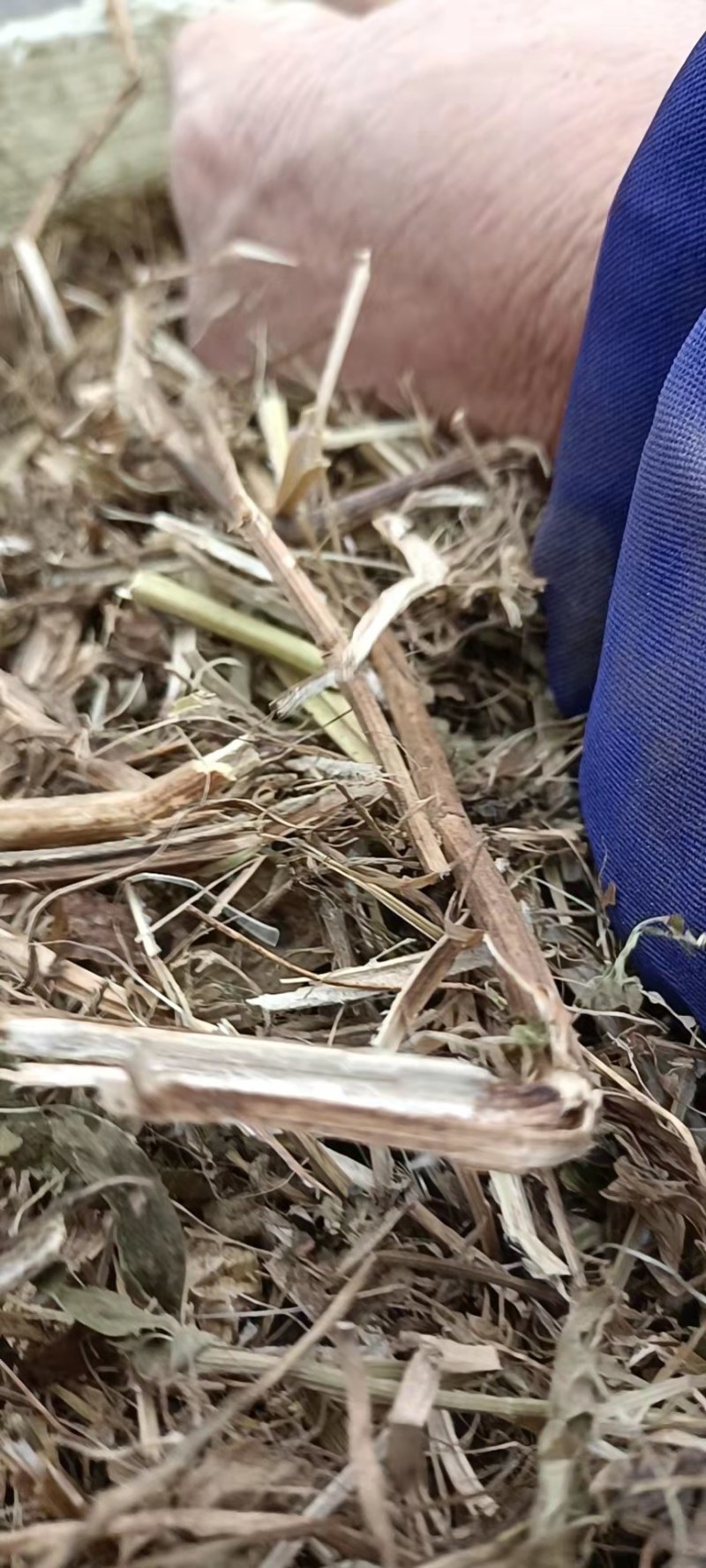 优质花生秧无霉变无土柔丝草大量销售中！