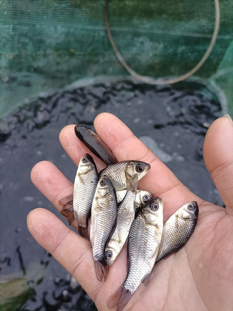 西南第一村，各种规格品种鲫鱼，欢迎参观考察，无病无伤，