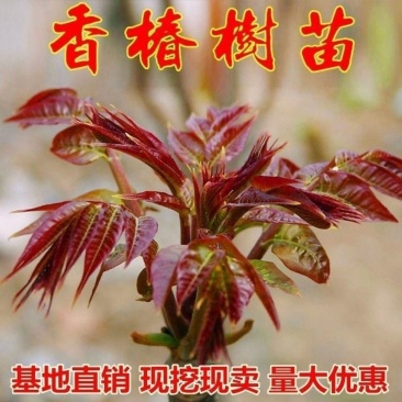 红油香椿苗树绿油香椿树苗产量高四季食用椿树苗盆栽地栽香椿