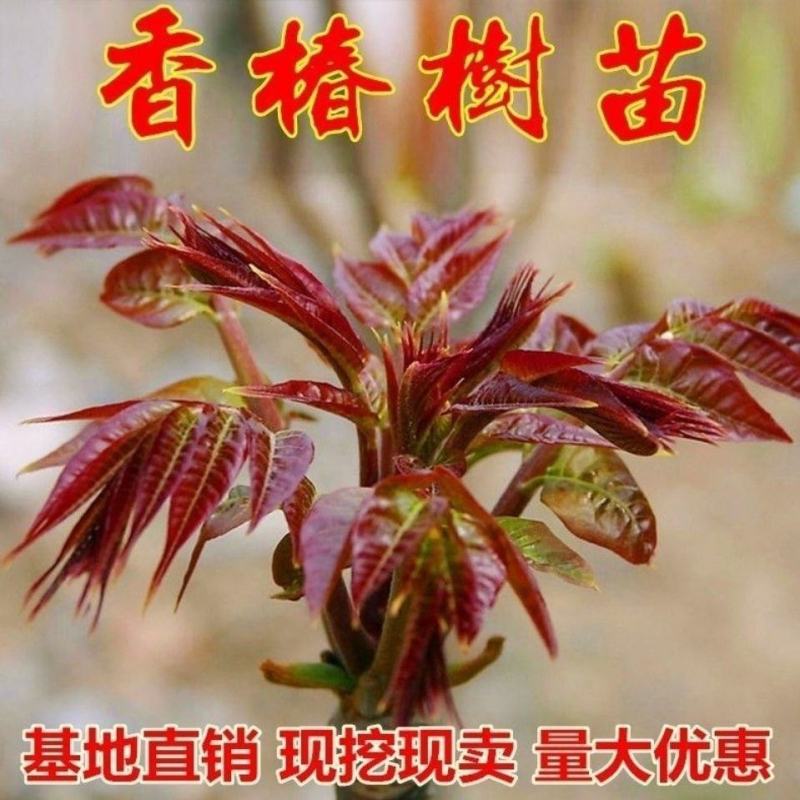 红油香椿苗树绿油香椿树苗产量高四季食用椿树苗盆栽地栽香椿