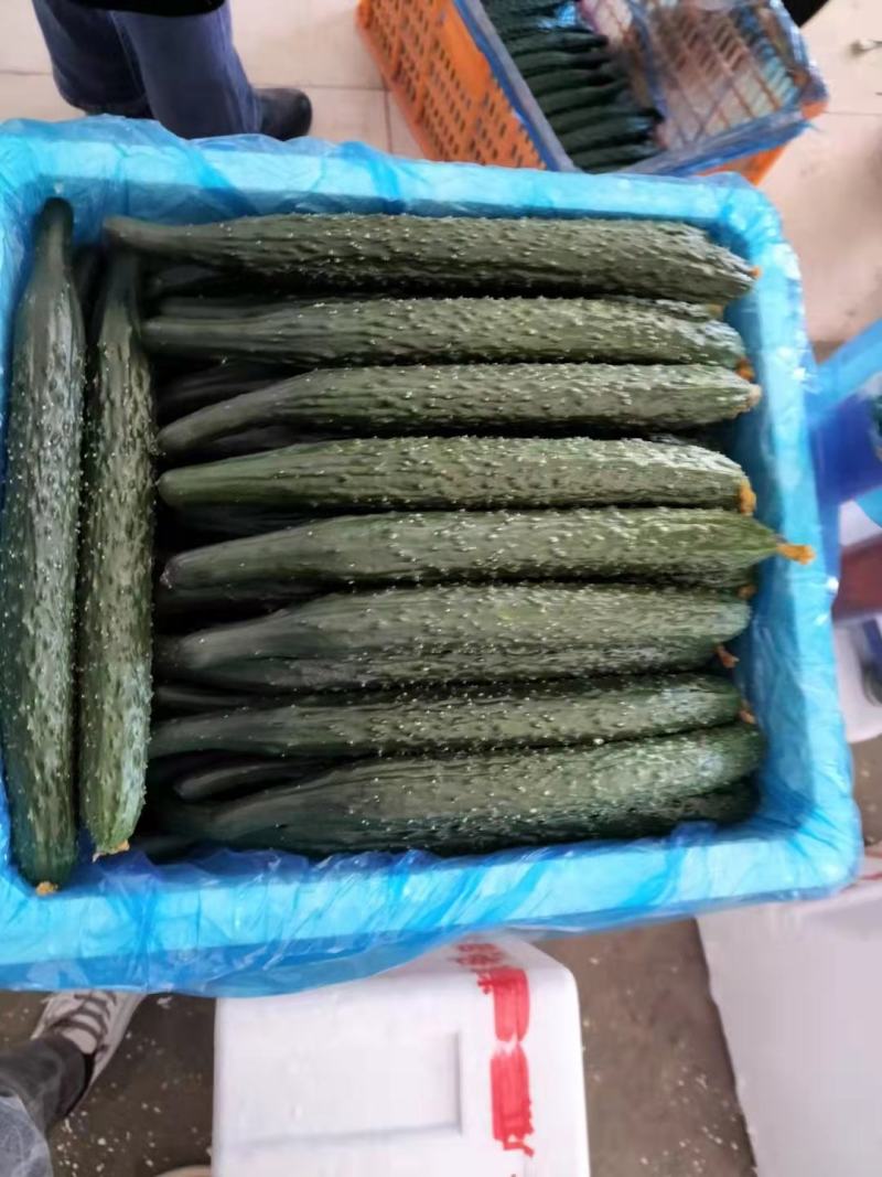 密刺黄瓜脆嫩多汁现摘现发大量供应品质保证量大优惠