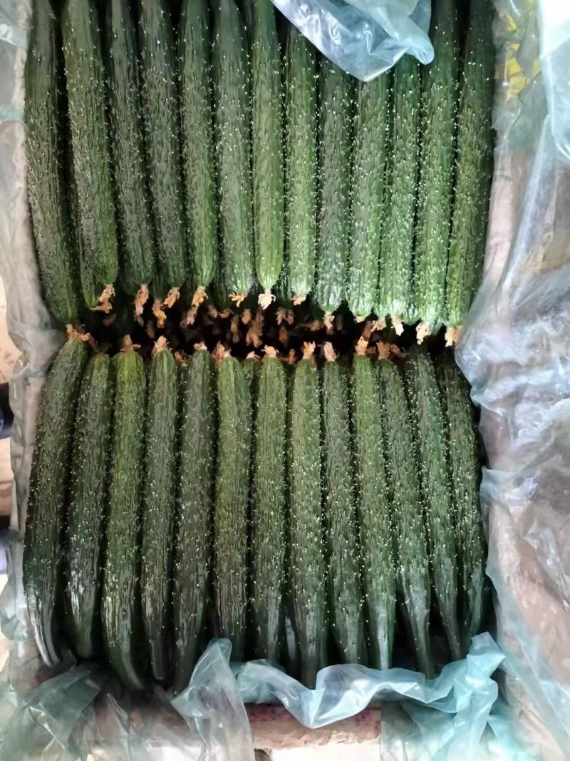 密刺黄瓜脆嫩多汁现摘现发大量供应品质保证量大优惠