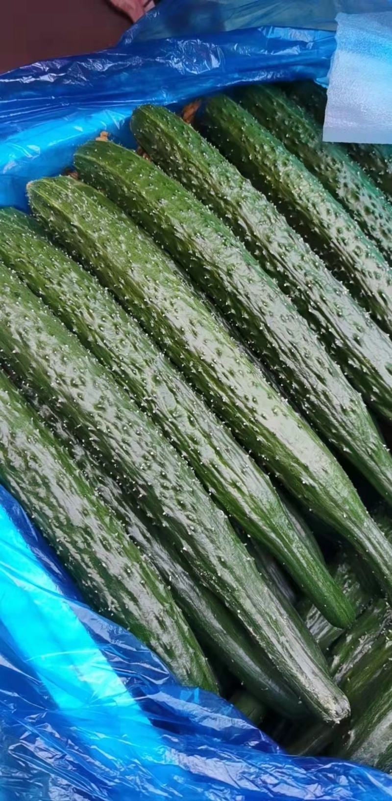 密刺黄瓜脆嫩多汁现摘现发大量供应品质保证量大优惠